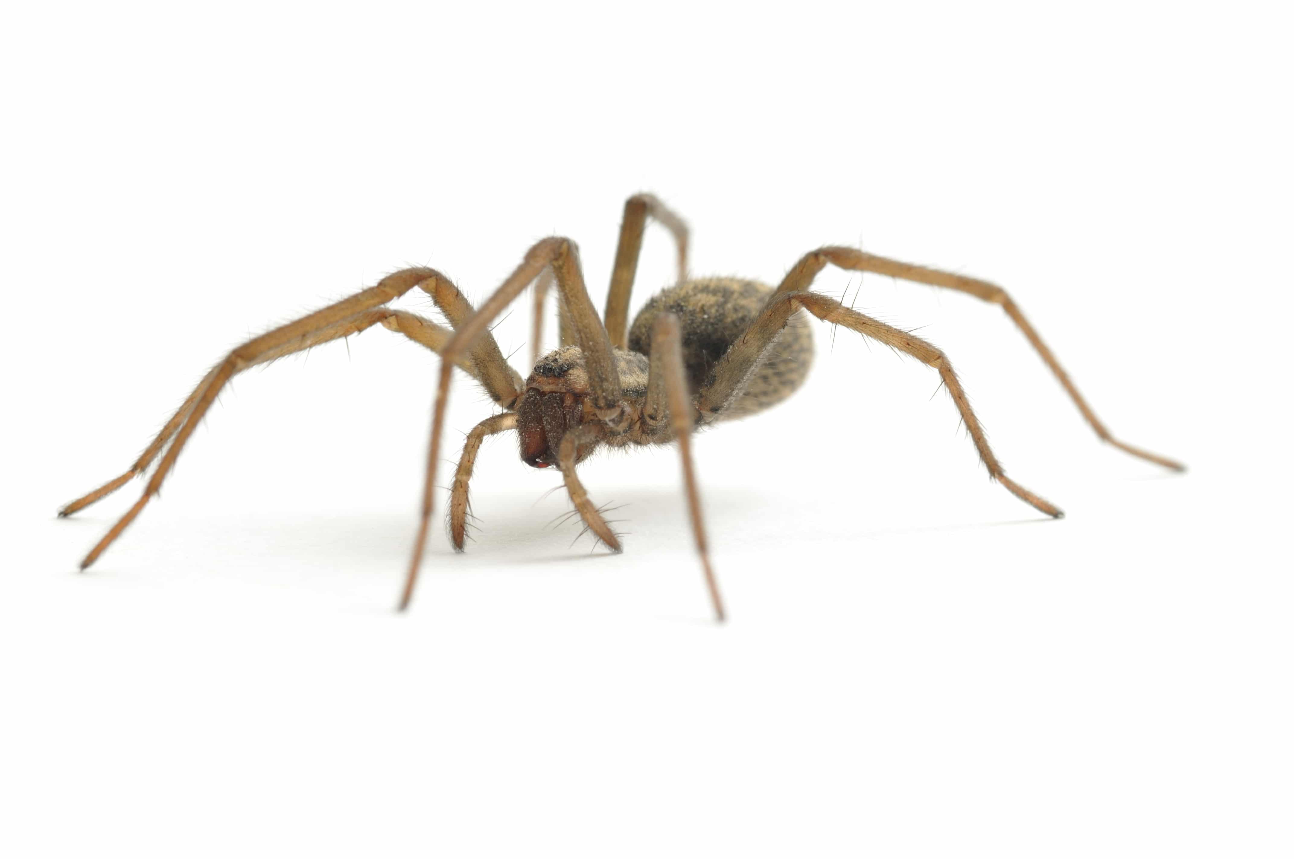 A low level shot of a female house spider(Tegenaria domestica) isolated on a white background.